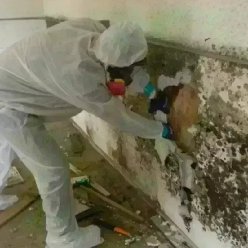 Mold Remediation and Removal in East Missoula, MT